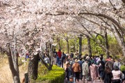 송파구,『아름다운 봄, 벚꽃이야기 호수벚꽃축제』27일 개막